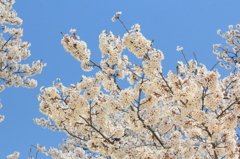 桜～青空