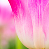 Pink Glass