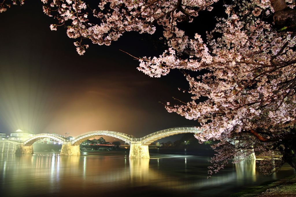 錦帯橋　夜桜～幻
