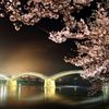 錦帯橋　夜桜～幻