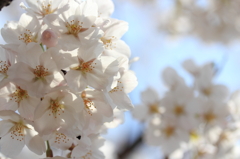 桜～光に透けて