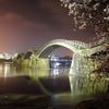 錦帯橋　夜桜