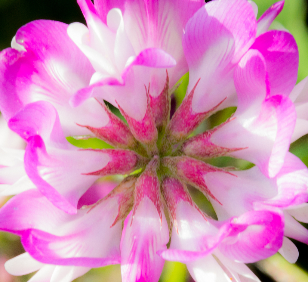 昼間の花火