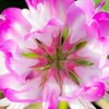 昼間の花火