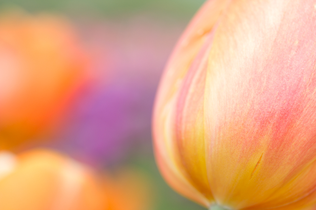Like a peach