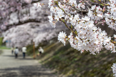 桜　散歩道