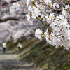 桜　散歩道