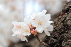 桜～厳かに