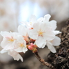 桜～厳かに