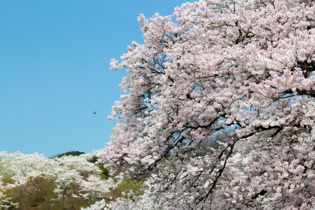 桜　盛大