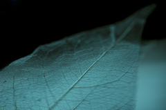 Art of leaf vein