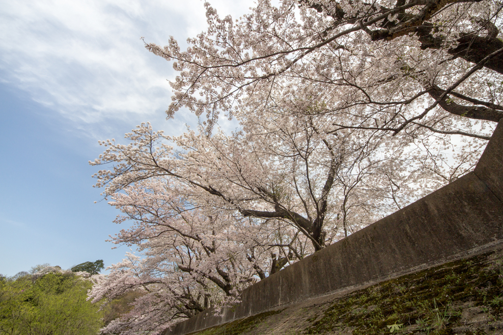 桜の波