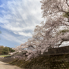 桜　青空に咲く