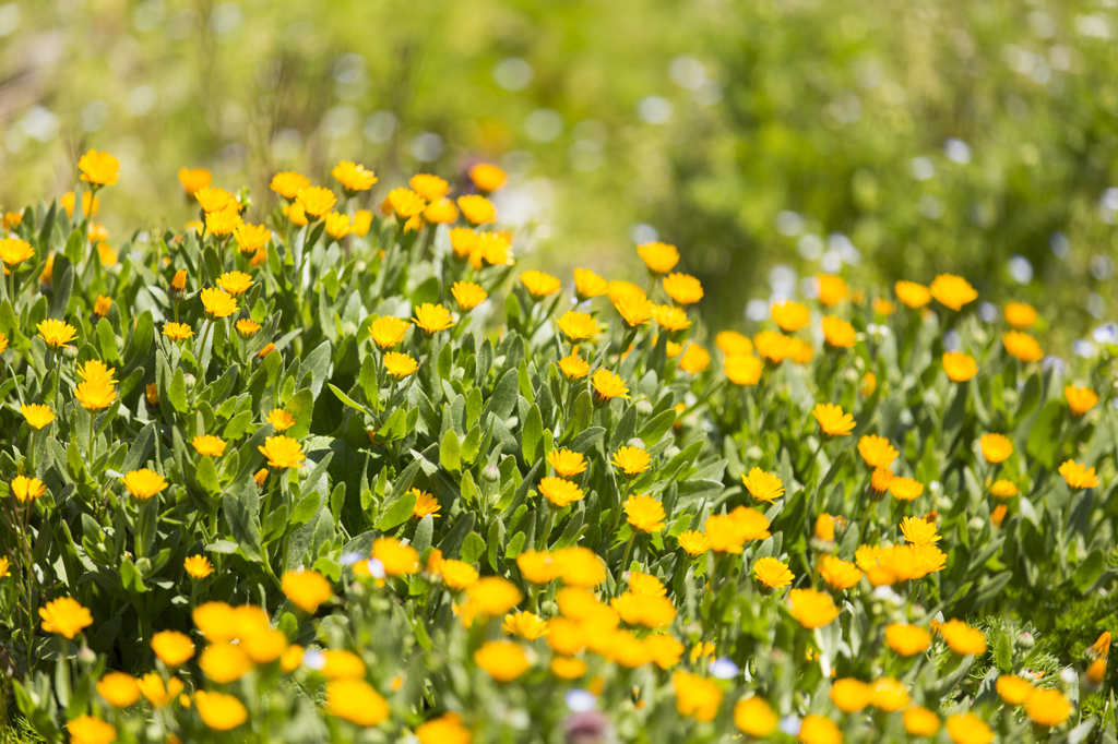 Calendula