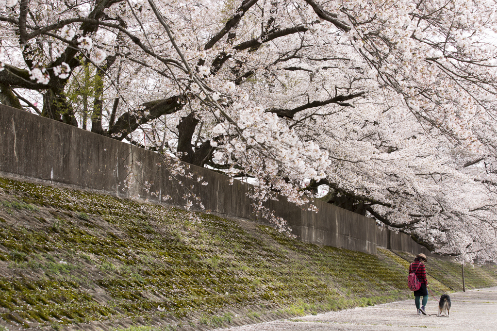 桜波をくぐり