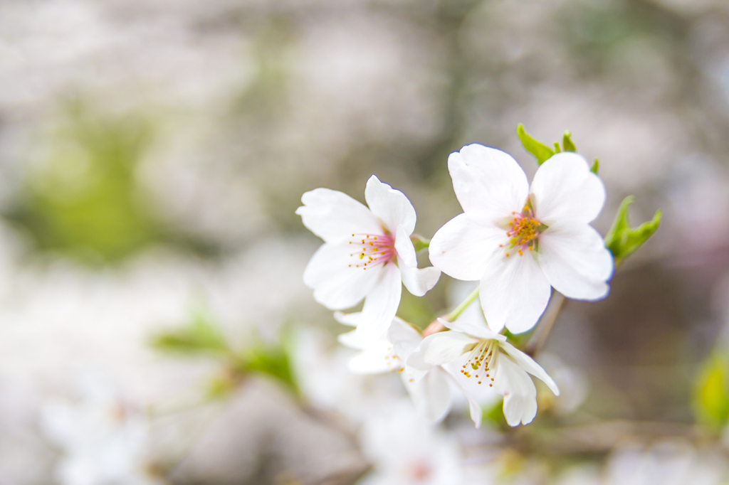 桜　陽だまりに咲く