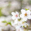 桜　陽だまりに咲く