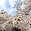 桜の海の先に