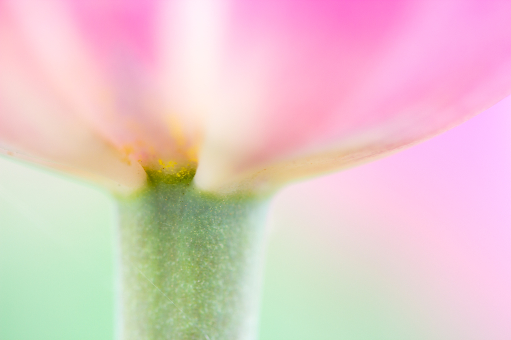 Tulip　Dreaming