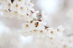 桜～蜜蜂