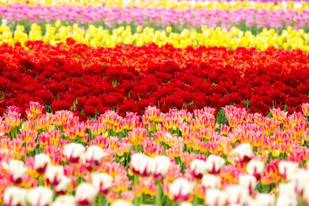 Tulip carpet