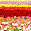 Tulip carpet