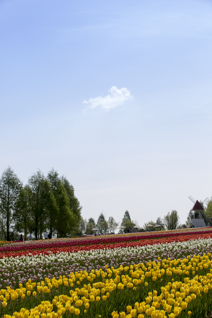 高原の花畑