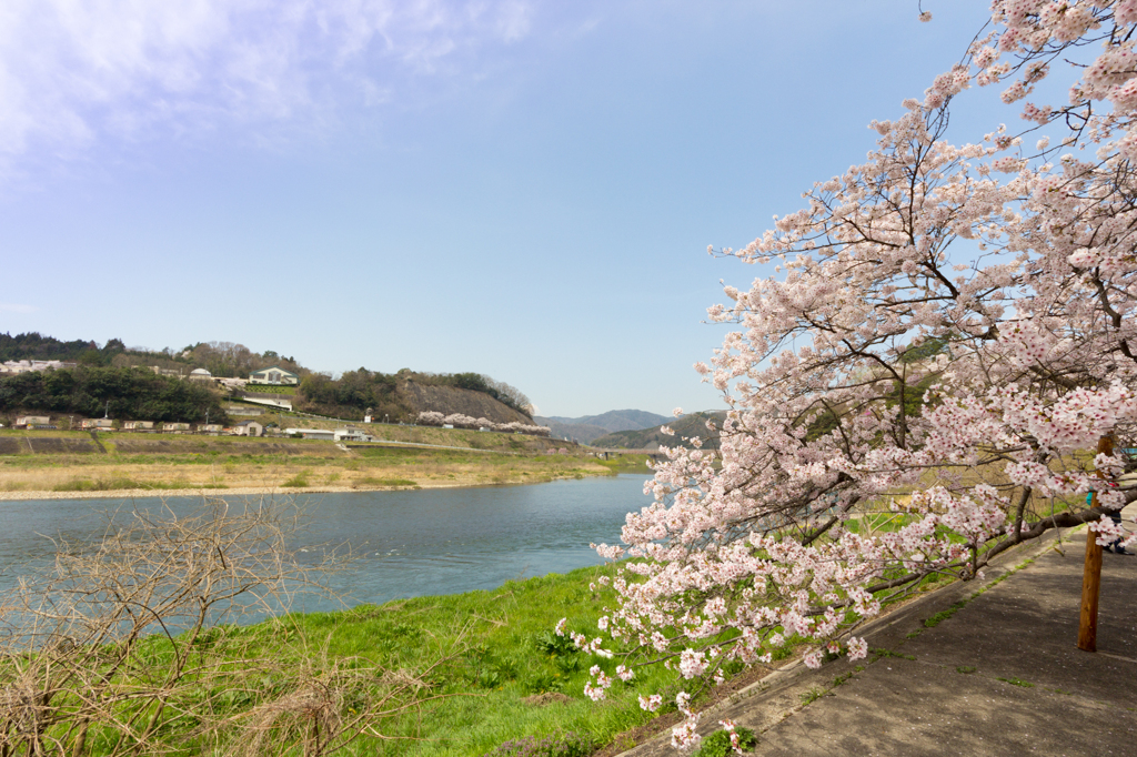 桜　のどかに