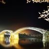 錦帯橋　夜桜～金色