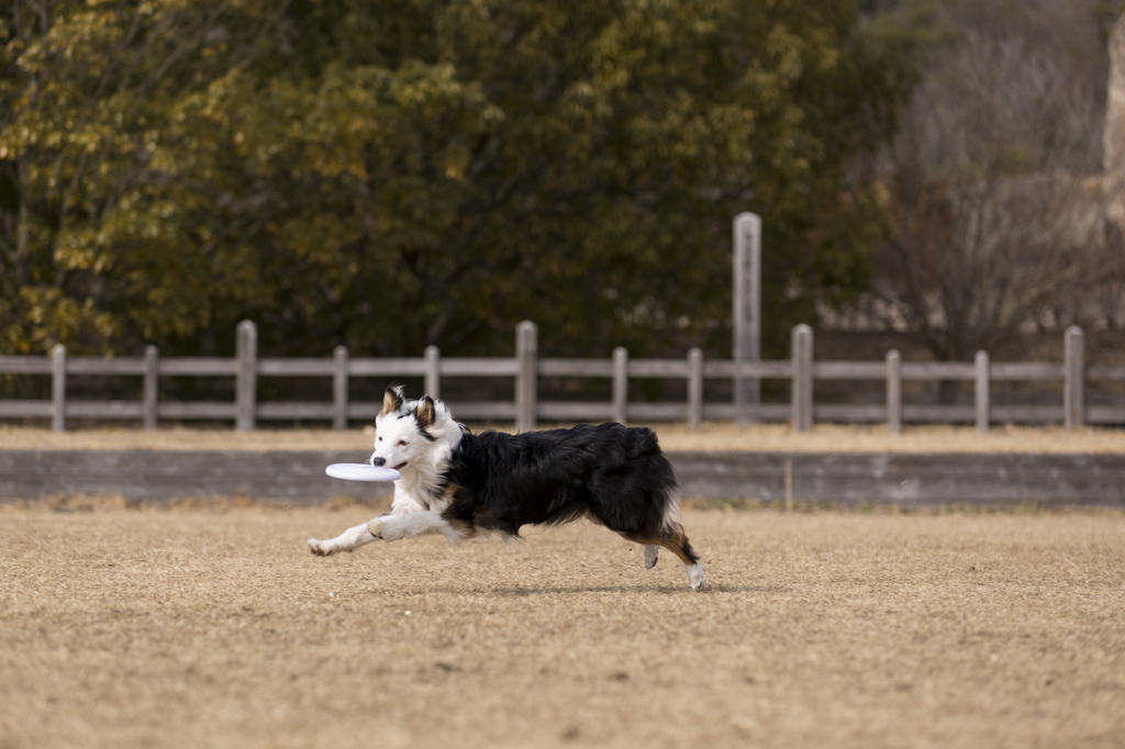 disc dog2 『Nice catch♪』