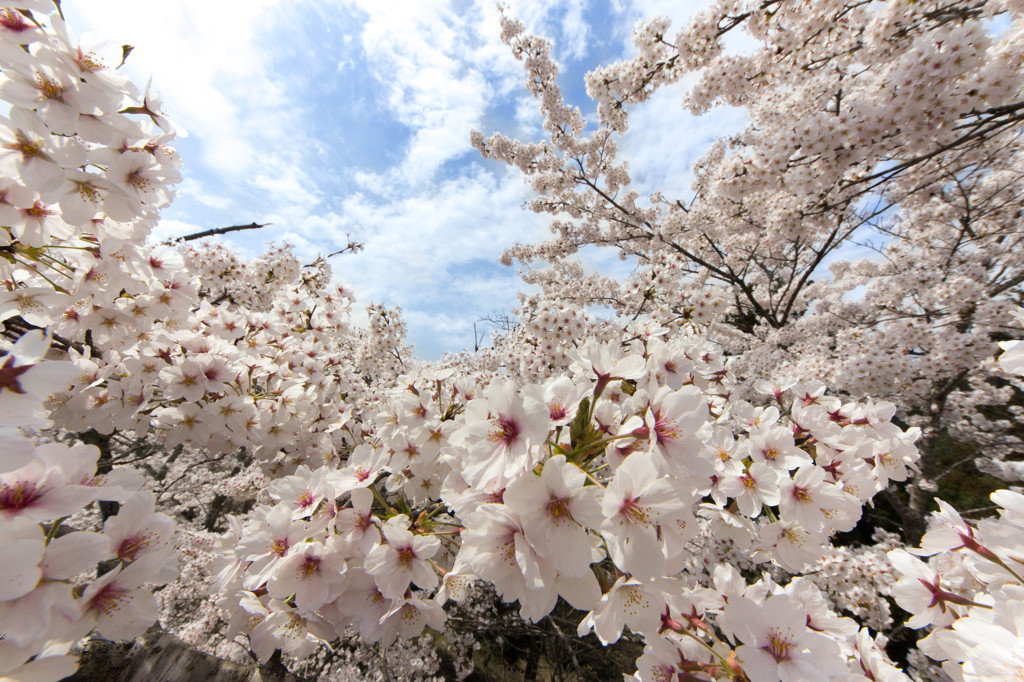 桜の海を抜け…