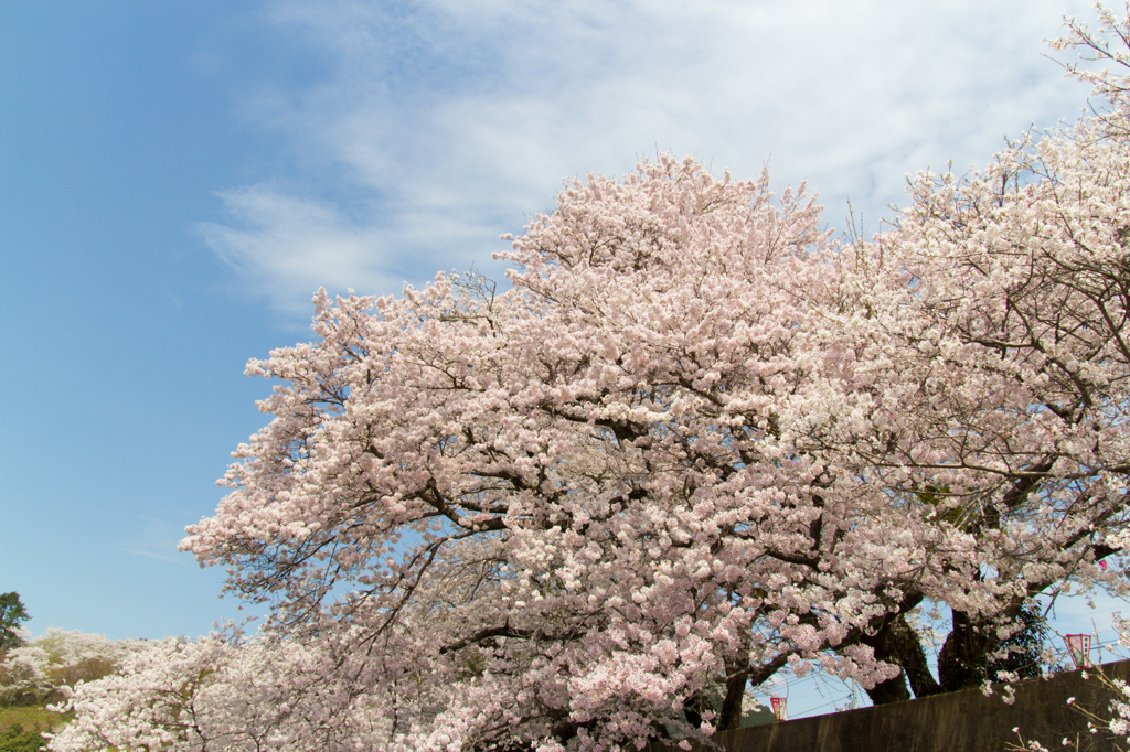 桜　晴天
