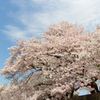 桜　晴天