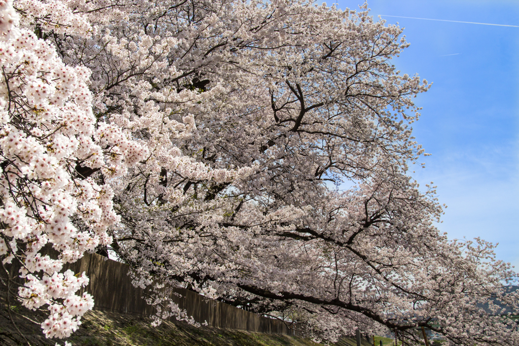 桜　飛行機雲