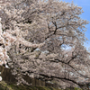 桜　飛行機雲