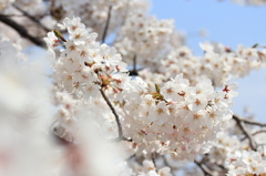 桜～春陽