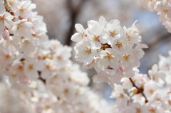 桜～手毬