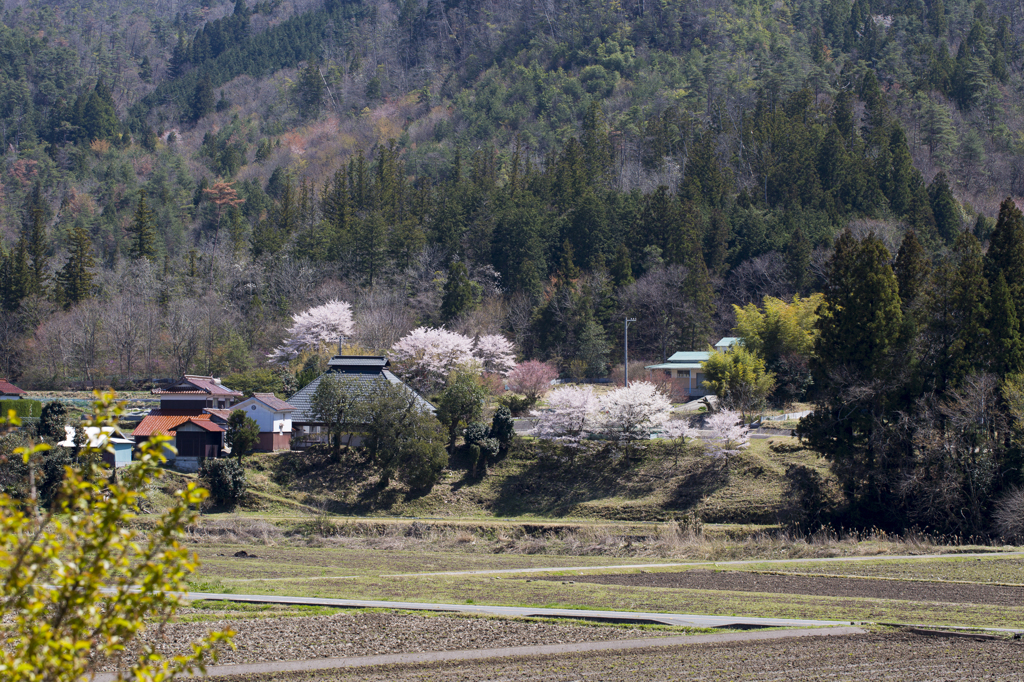 田舎の春