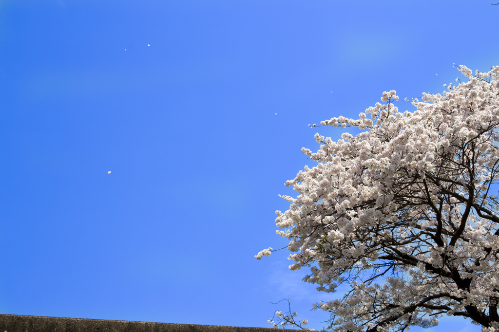 桜　蒼空に舞う