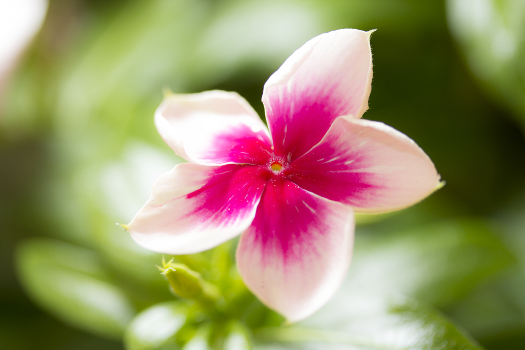 Catharanthus roseus