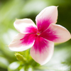 Catharanthus roseus