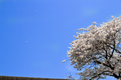 桜　蒼い空に舞う