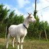 ヤギ