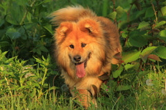 大草原に大きな犬