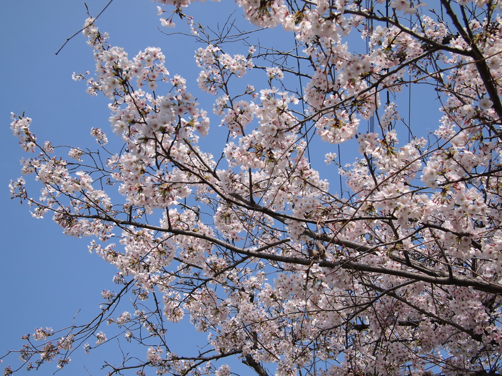 青空と桜