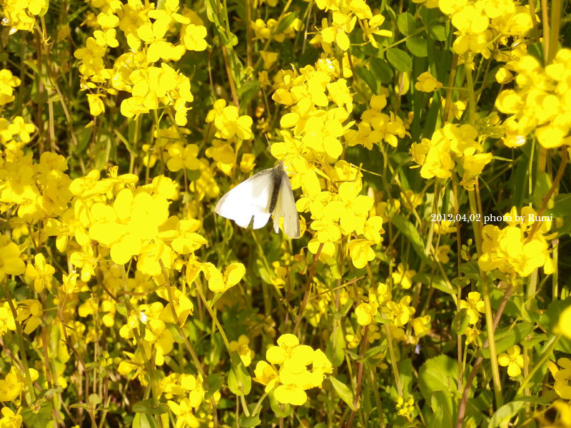 yellow&white