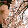 sakura_004