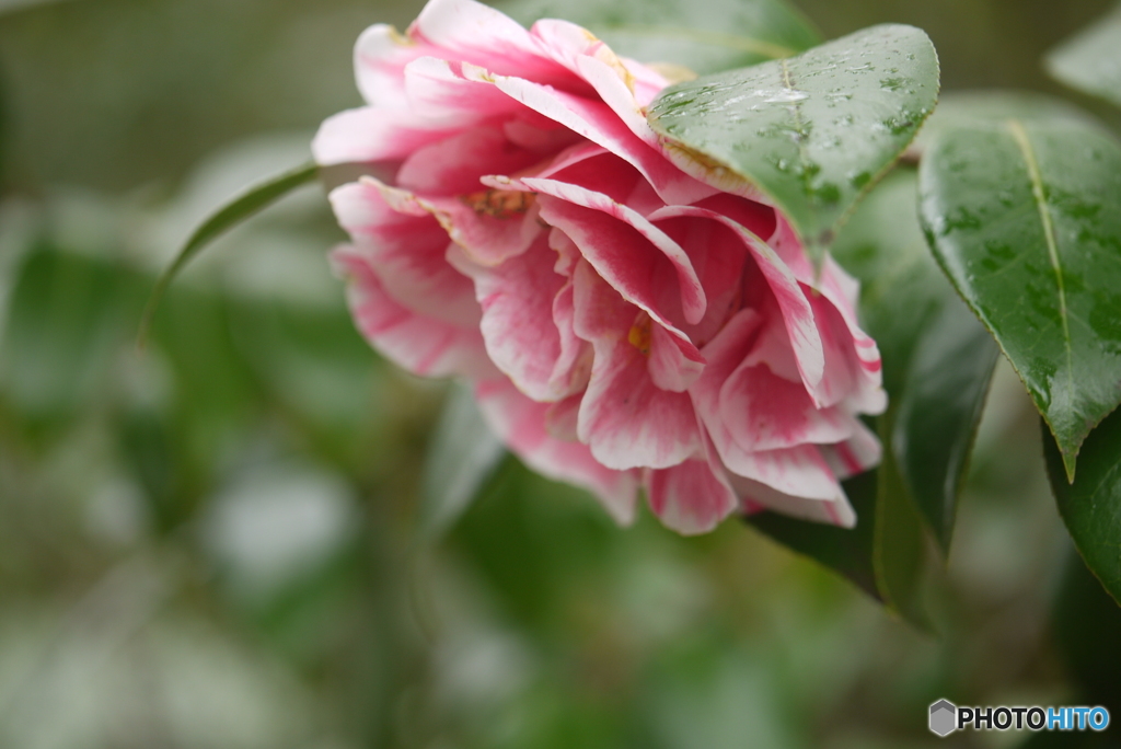 camellia