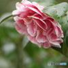 camellia