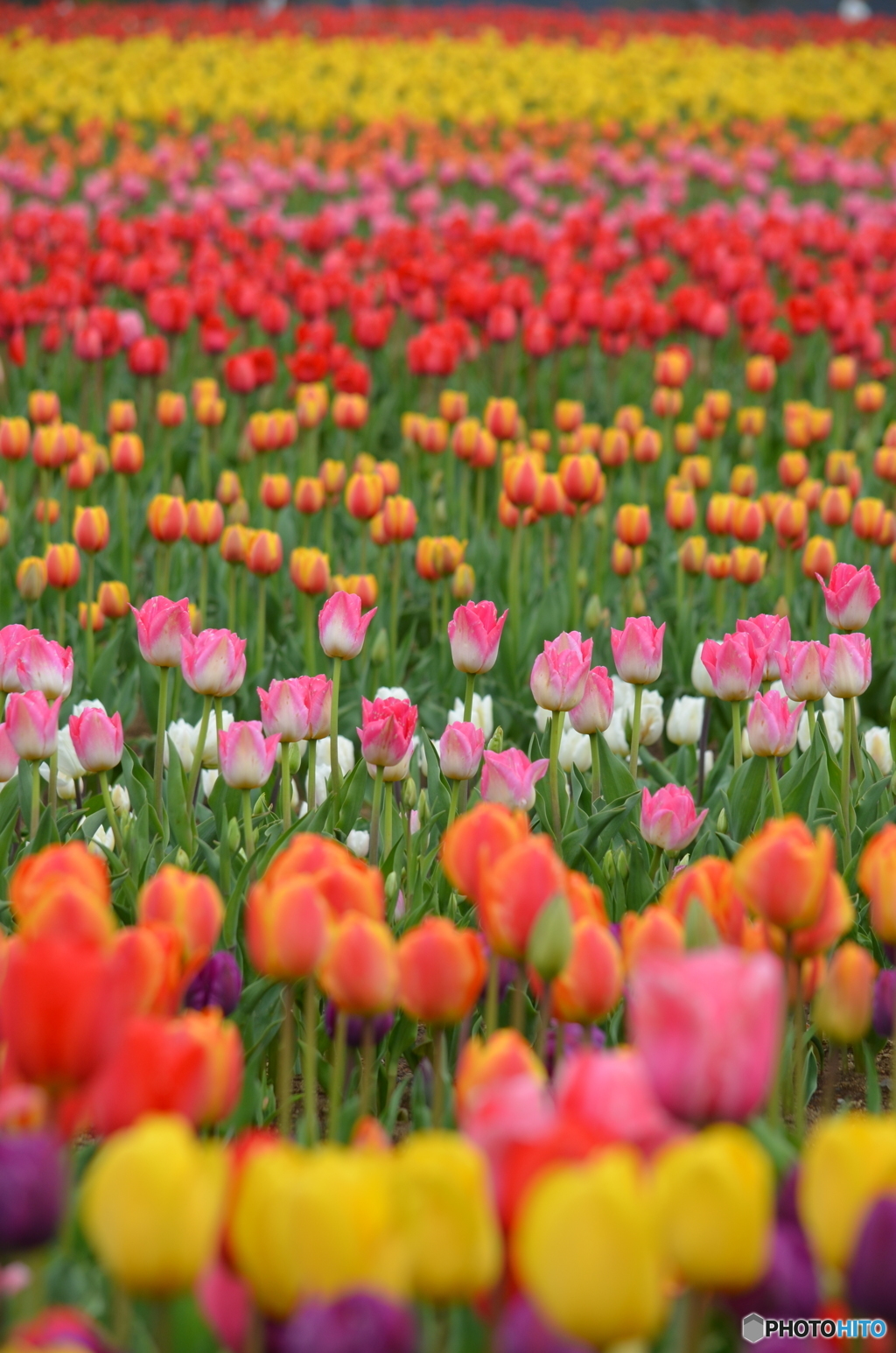 Tulip Fields